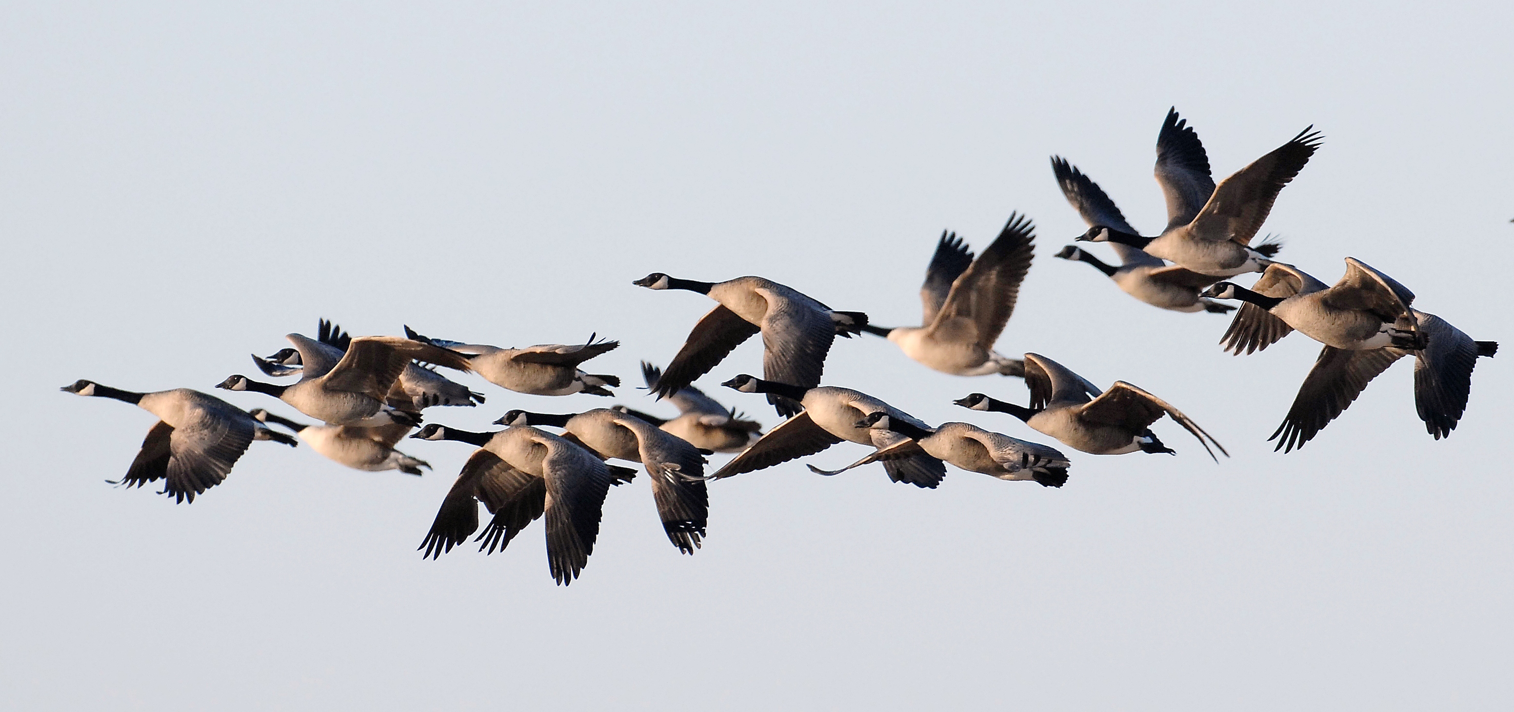 Canada Goose Season Closing Blogs The Lake News Online