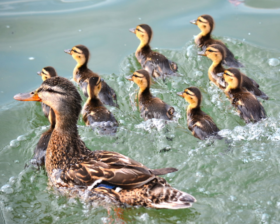 Baby Mallard Ducks - Blogs - MPNnow